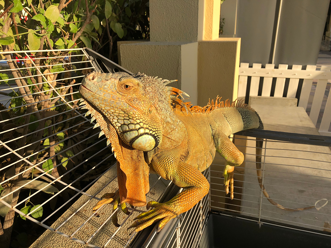 pet iguana