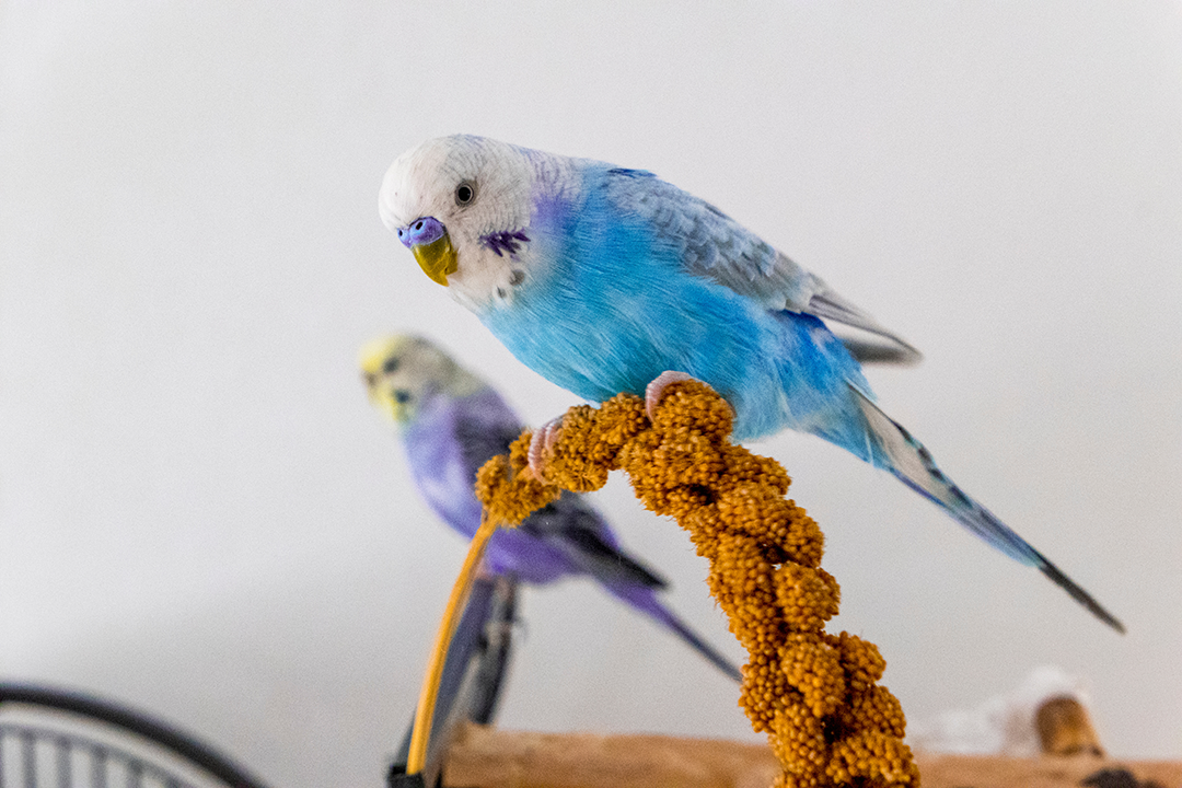 colorful pet birds