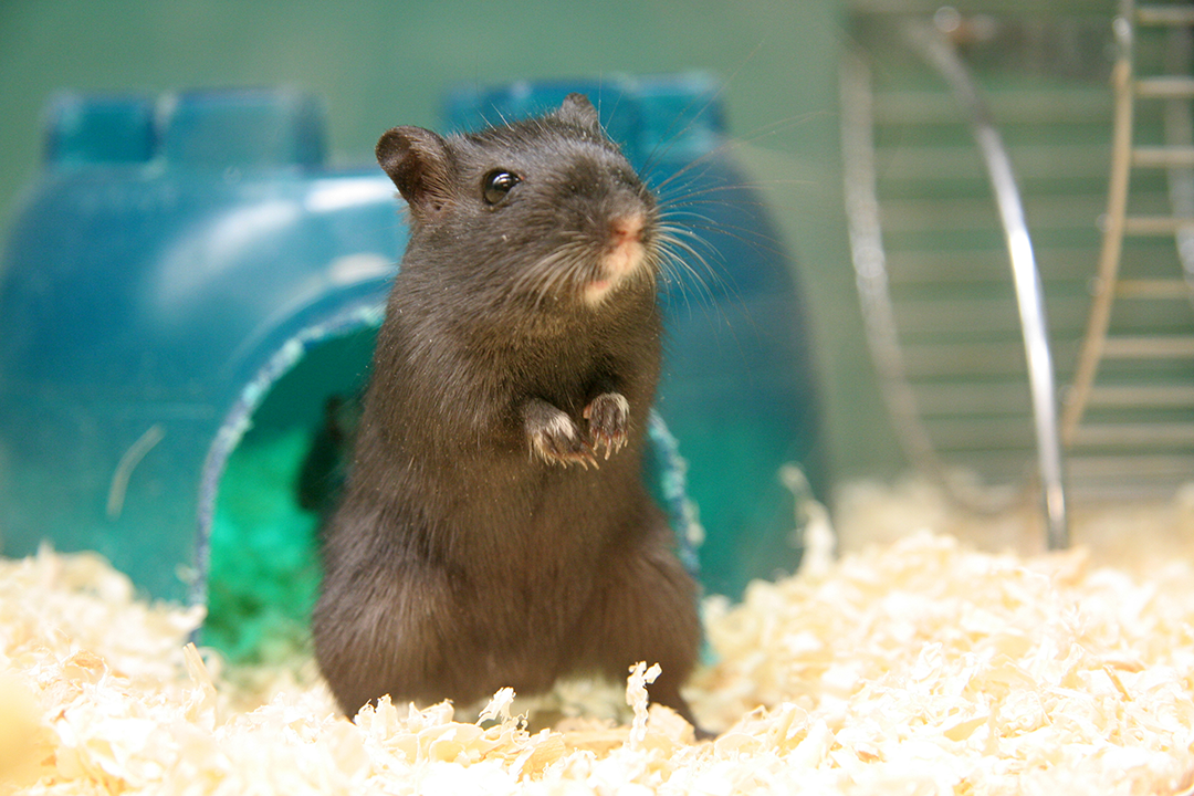small pet mammal in a home